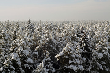 Pine tops covered with snow.