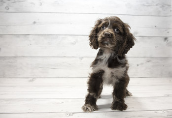Cocker Spaniel with white wood background 