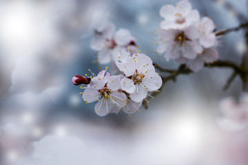  Beautiful nature scene with blooming tree. Abstract blurred background. Springtime