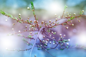 Spring Nature art background with blossom. Beautiful nature scene with blooming tree