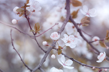 Branch with fresh bloom of wild plum-tree flower closeup in garden.