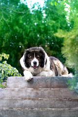 Adult Caucasian Shepherd dog. Fluffy Caucasian shepherd dog is lying on the ground.