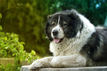 Adult Caucasian Shepherd dog. Fluffy Caucasian shepherd dog is lying on the ground.