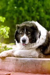 Adult Caucasian Shepherd dog. Fluffy Caucasian shepherd dog is lying on the ground.