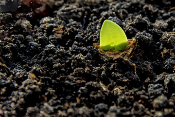 Fototapeta na wymiar From the ground grows green sprout