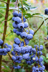 Branch of ripe blueberry closeup