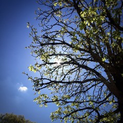 printemps © virginie