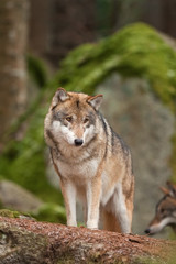 Obraz na płótnie Canvas gray wolf, grey wolf, canis lupus