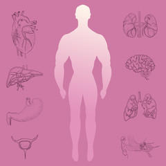 Human Silhouette and Hand Drawn Organs
