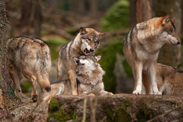gray wolf, grey wolf, canis lupus