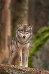Naklejka na ściany i meble gray wolf, grey wolf, canis lupus