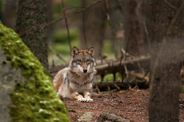 Obraz premium gray wolf, grey wolf, canis lupus