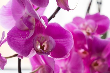 Orchid flowers. Slovakia