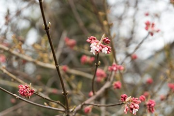 Spring tree flowering. Slovakia