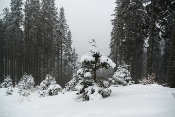 Nature covered in snow during deep winter. Slovakia
