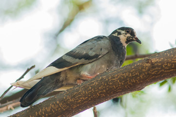 Bird on branch.