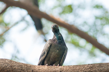 Bird on branch.