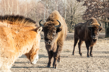 Wisente und Przewalski-Pferde im Wildpark