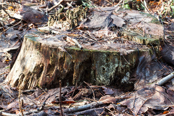 Obraz premium Closeup of a tree stump in the forest