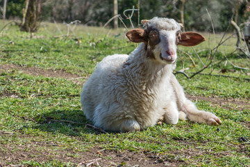 Obraz premium Agnello