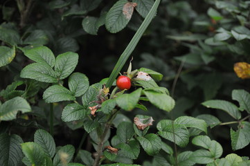 Berry in the garden