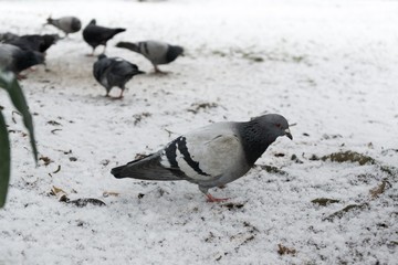 Pigeons and sparrows on the snow. Slovakia