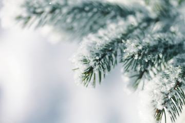 Close up of a spruce branches under the cap of snow.