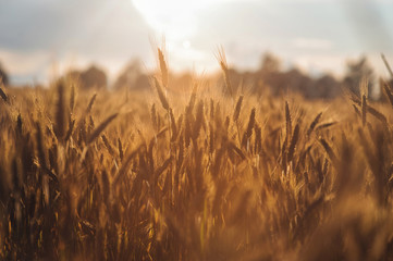 Rye spikes wheat on the field sunset agriculture Russian summer Ukrainian beautiful bread rye...
