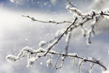 Close up of bush branches under the cap of snow. Tinted photo.