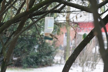 Bird in bird feeder during snowfall in winter. Slovakia