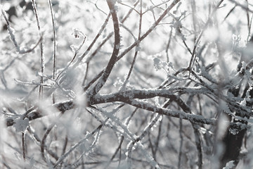 Close up of bush branches under the cap of snow. Tinted photo.