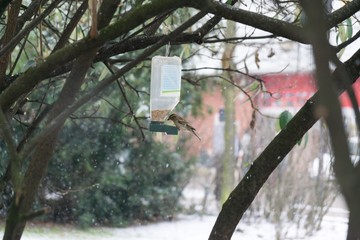 Bird in bird feeder during snowfall in winter. Slovakia