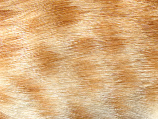 Animal fur texture