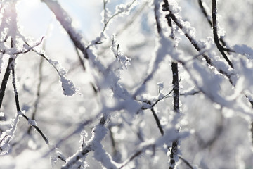 Close up of bush branches under the cap of snow. Tinted photo.