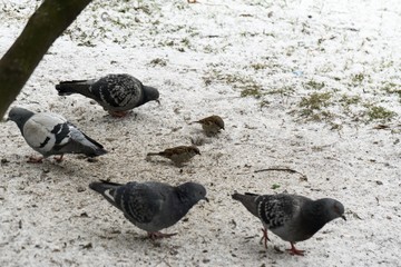 Fototapeta premium Pigeons and sparrows on the snow. Slovakia