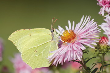 Zitronenfalter an rosa Blume