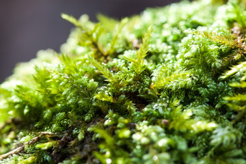 Detail view of a green moss