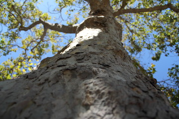 Plane Tree