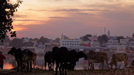 Inde Pushkar