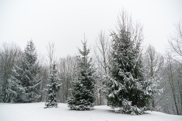 Nature covered in snow during deep winter. Slovakia