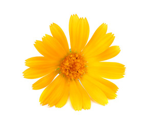 marigold flowers with green leaf isolated on white background ( calendula flower )