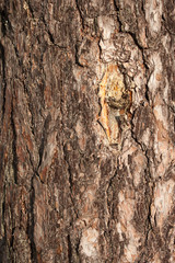 Close up of pine bark