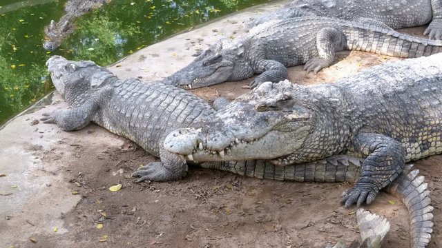 Crocodiles Lie near the Water of Green Color. Muddy Swampy River. Pattaya Crocodile Farm. Thailand. Asia.