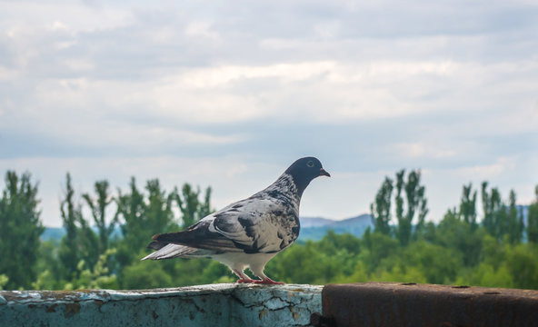 dove on the background of the urban landscape