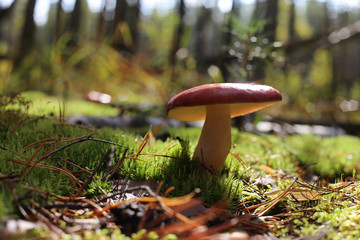 Large boletus growth in sunny forest