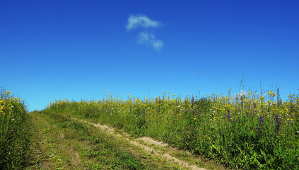 Country road in summer field at beautiful day.