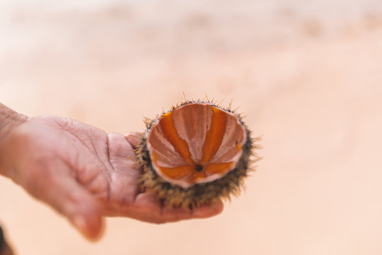 seaurchin