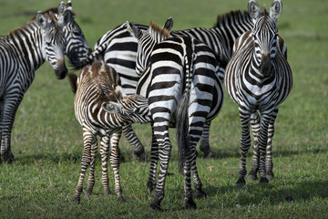 herd of zebra