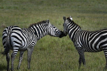 herd of zebra