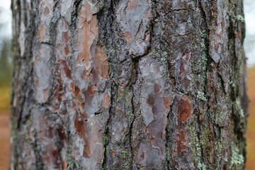 Pine tree bark close-up. The bark of the conifer.Texture or background.